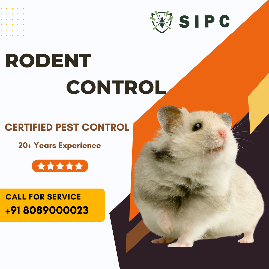Rat Control Bangalore