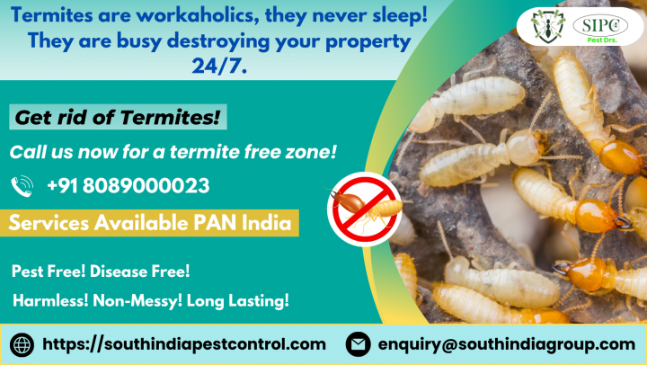 Termite Control in Goa